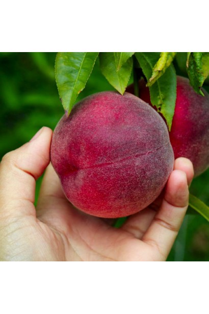 Стиглі персики Роял Глорі 